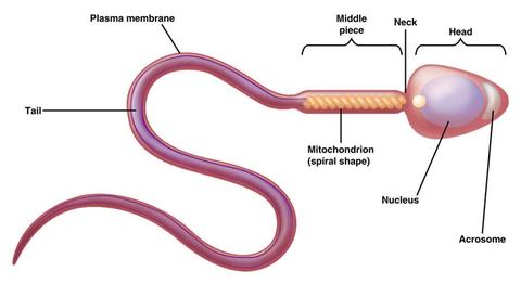 sperm cell structure