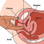 Beginners Sex Guide: How To Find The G-Spot