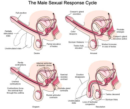 male sexual response cycle