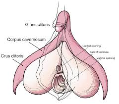 clitoris diagram
