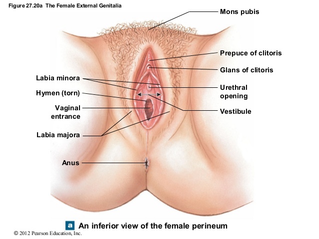 everything you need to know about the hymen - vulva diagram